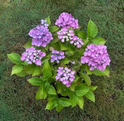 Beautiful Pink/Purple Hydrangea with Pot (26" Tall)