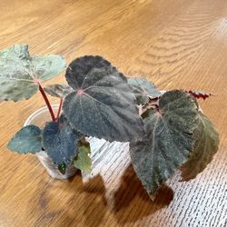 Begonia Taconite