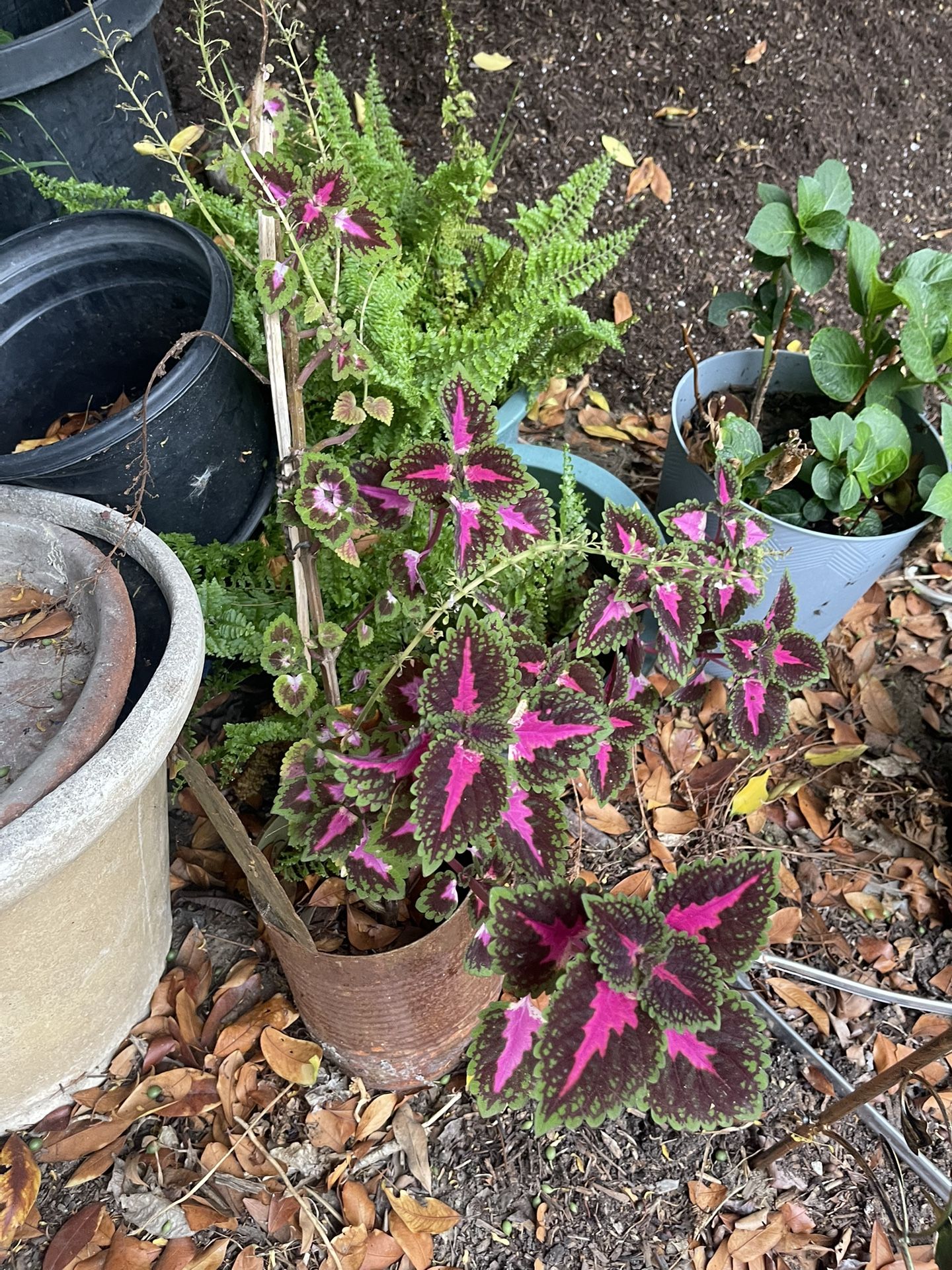 Coleus Plant