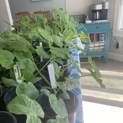 Squash Plant Starts $3