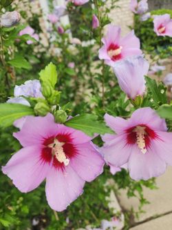 Rose Of Sharon Plant Seedling