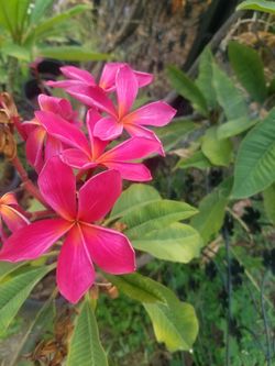 Red Plumeria