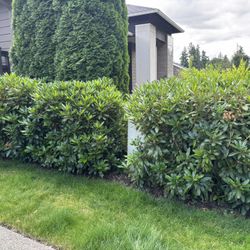FREE Rhododendrons 