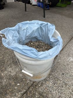 Bucket of New 1-5/8” Wood Screws – Phillips #2