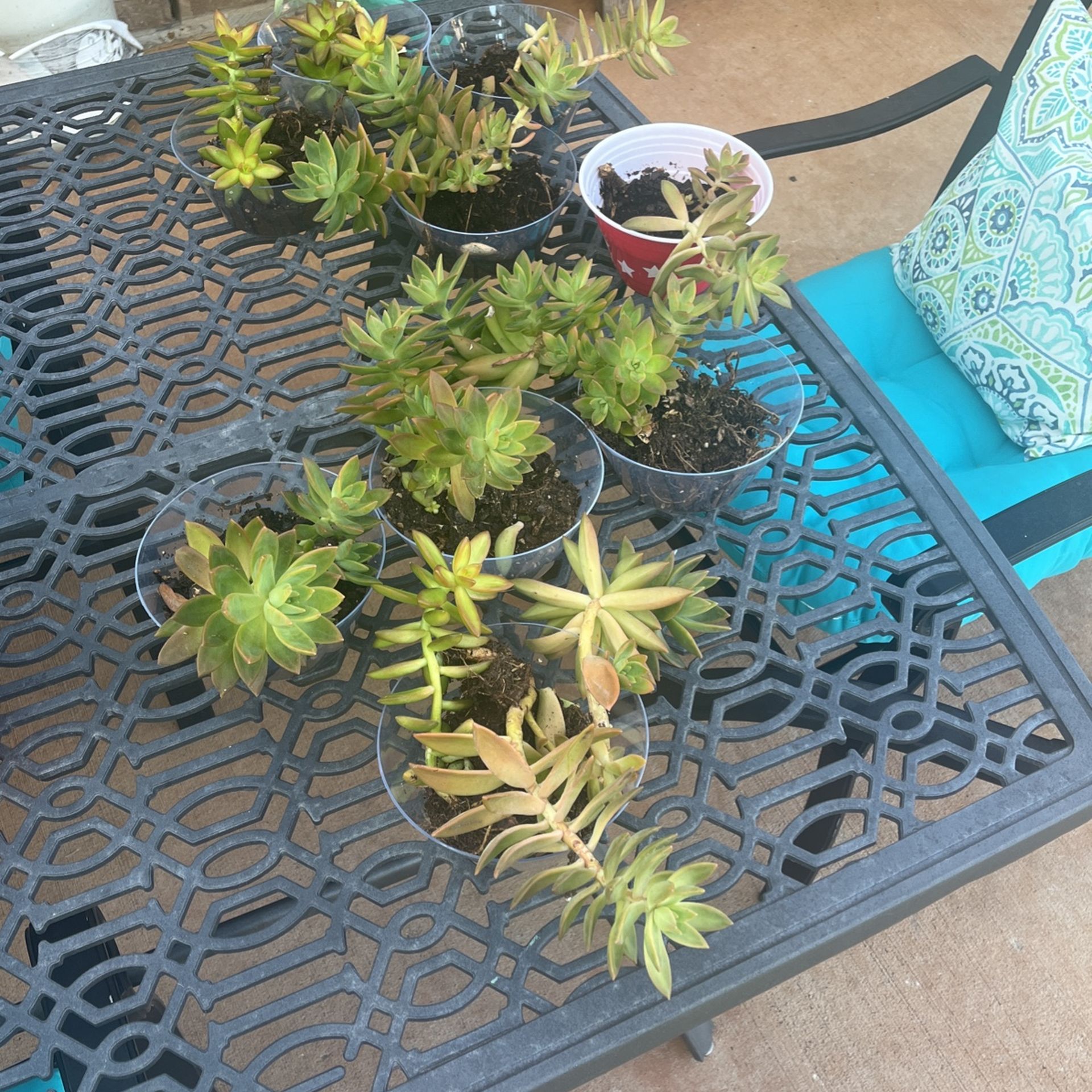 8 Containers of Cactus Succulent 