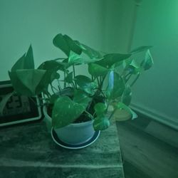 Samsung Refrigerator 