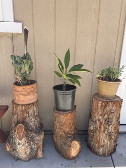 Wood Stumps 