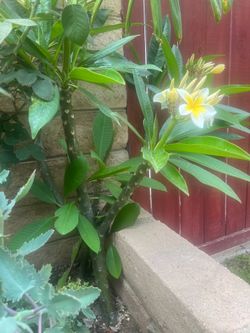 2’ Rooted Plumeria Trees – White & Yellow