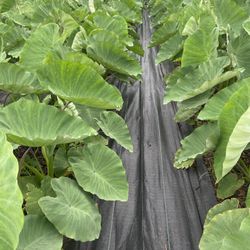 Kalo Leaves