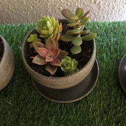 Cute Succulents 