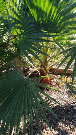 Mexican Fan Palm