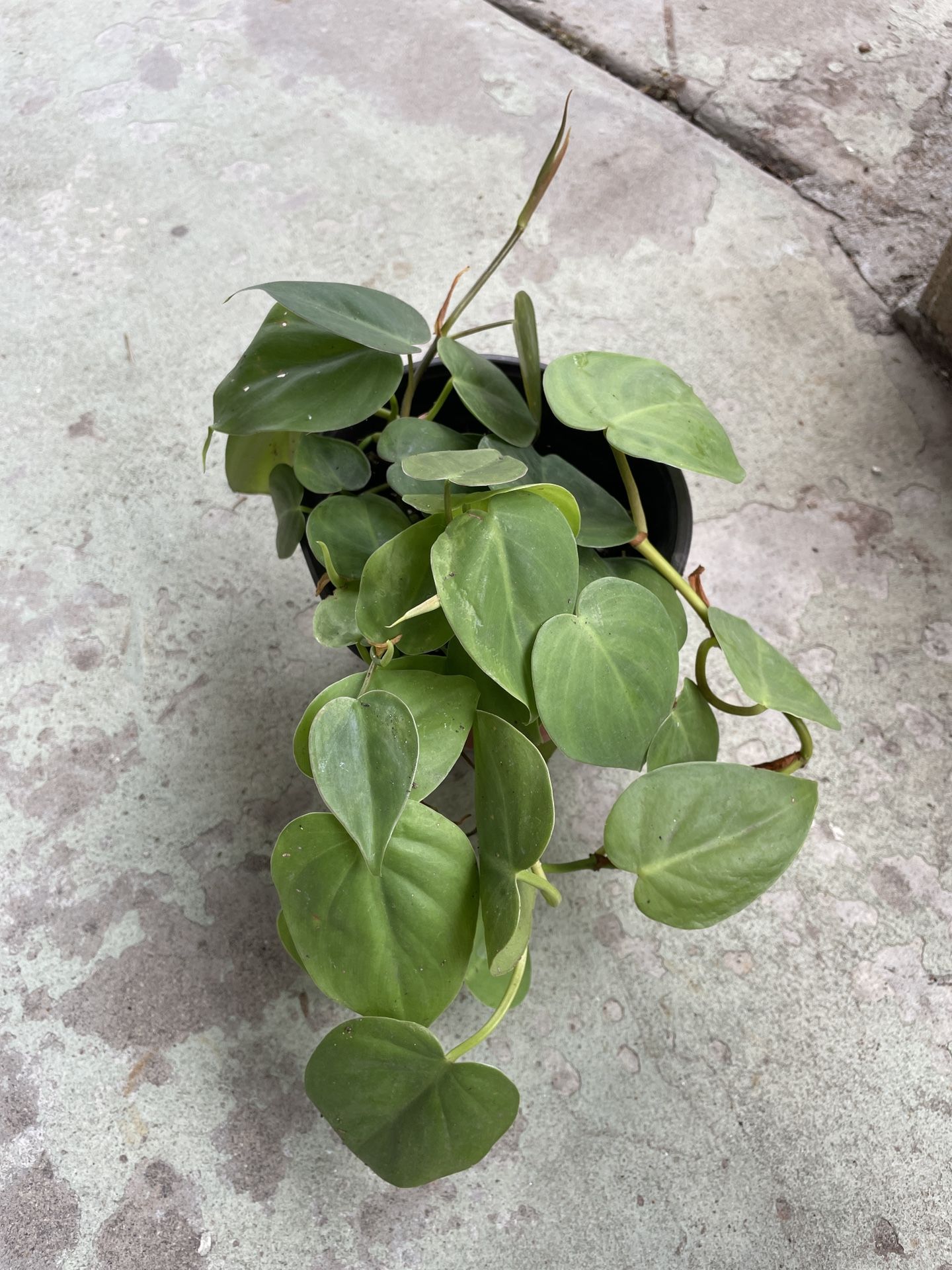 6in Pot Philodendron Heartleaf Houseplant