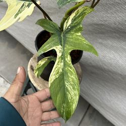 Philodendron Plant