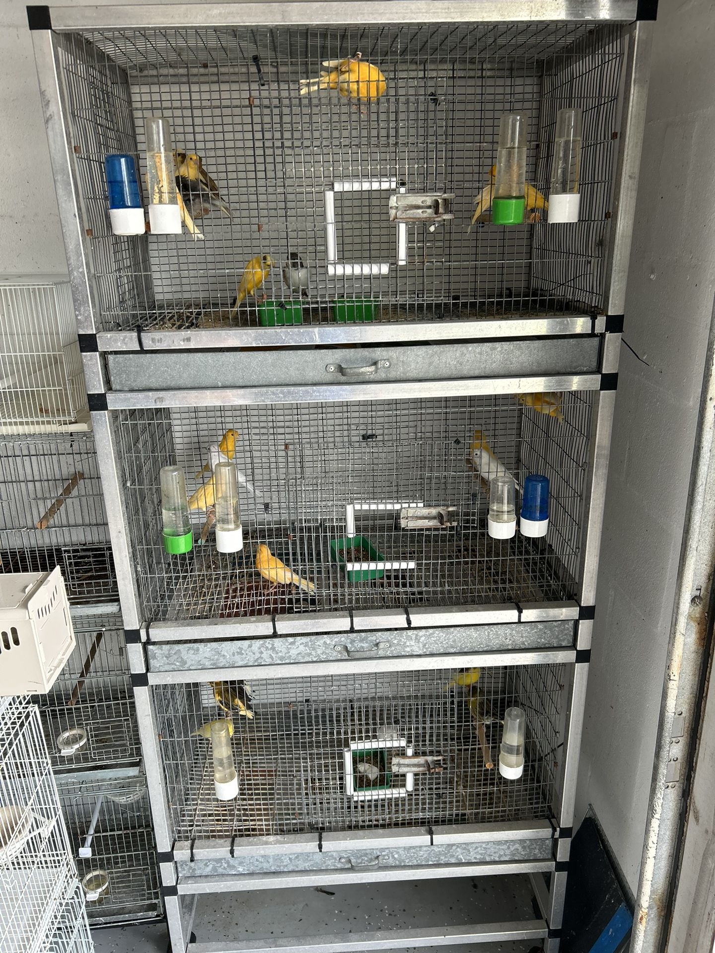 Bird And Cages For Sale