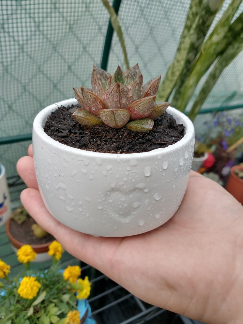 Succulent In Heart Cup