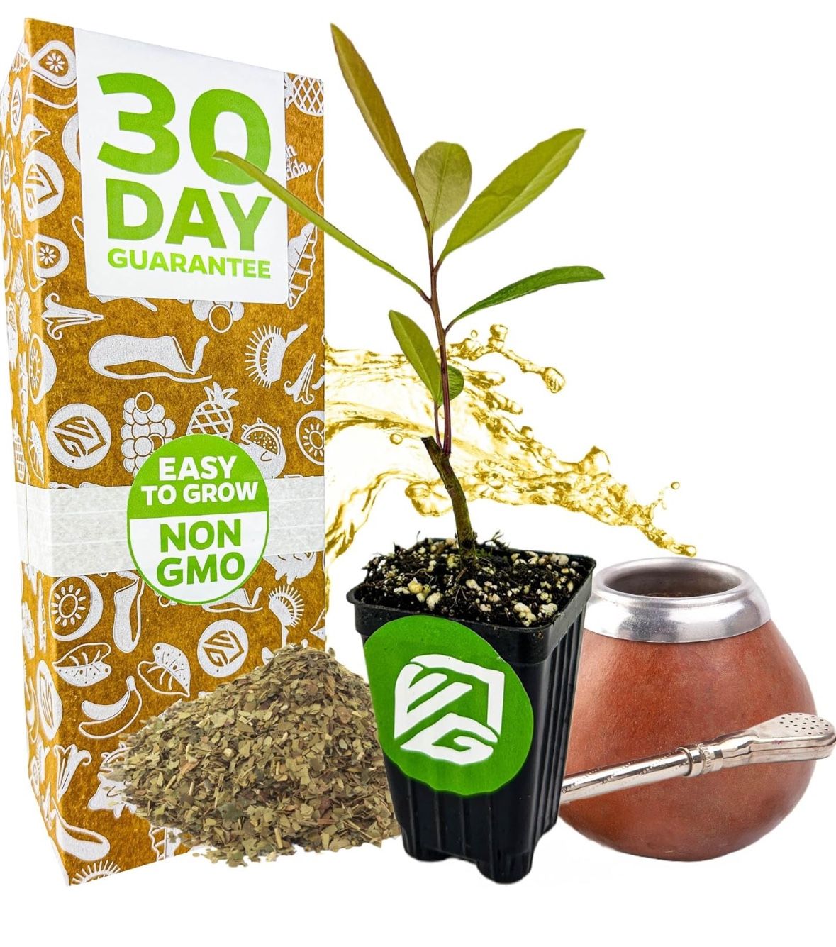 100 fresh seeds of Yerba mate (Ilex paraguariensis)