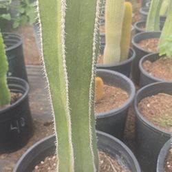 Mexican Post Cactus