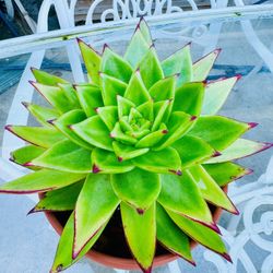 Echeveria Lipstick Succulent Plant - In Terra Cotta Clay Pot, Easy To Grow