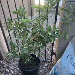 Variegated Pink Lemon with flowers