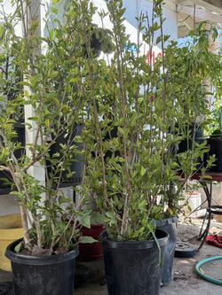 guayaba blanca mexicana en vallejo 