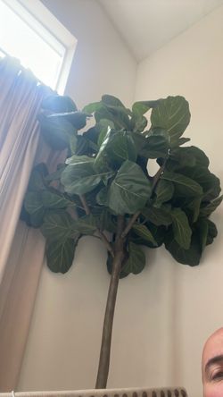 8ft inside faux fiddle fig