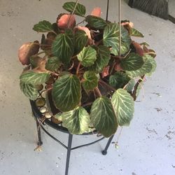 Plant