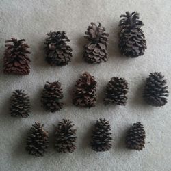 Natural Pine Cones/Lot Of 35/Assorted Sizes