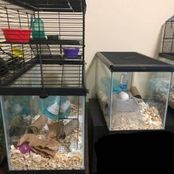 Rat/Mouse/Hamster Supplies