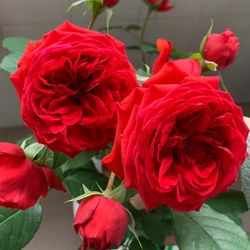 Rare European, Japan rose plants ,      Red Apple 