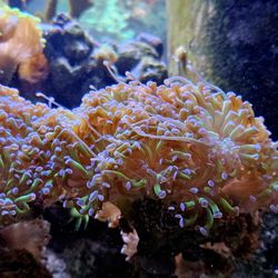 Coral Hammer Bicolor