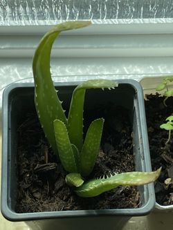 Aloe vera plant