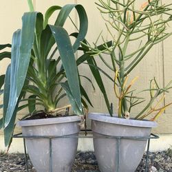 2 Plants, Pots, Basket , Tools 35ave/Glendale