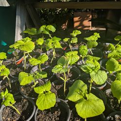 Bitter melon Ampalaya seedlings