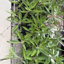 Calanchoe O Mala Madre ala Venta $2 La Planta