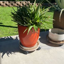 Aloe Vera very healthy 