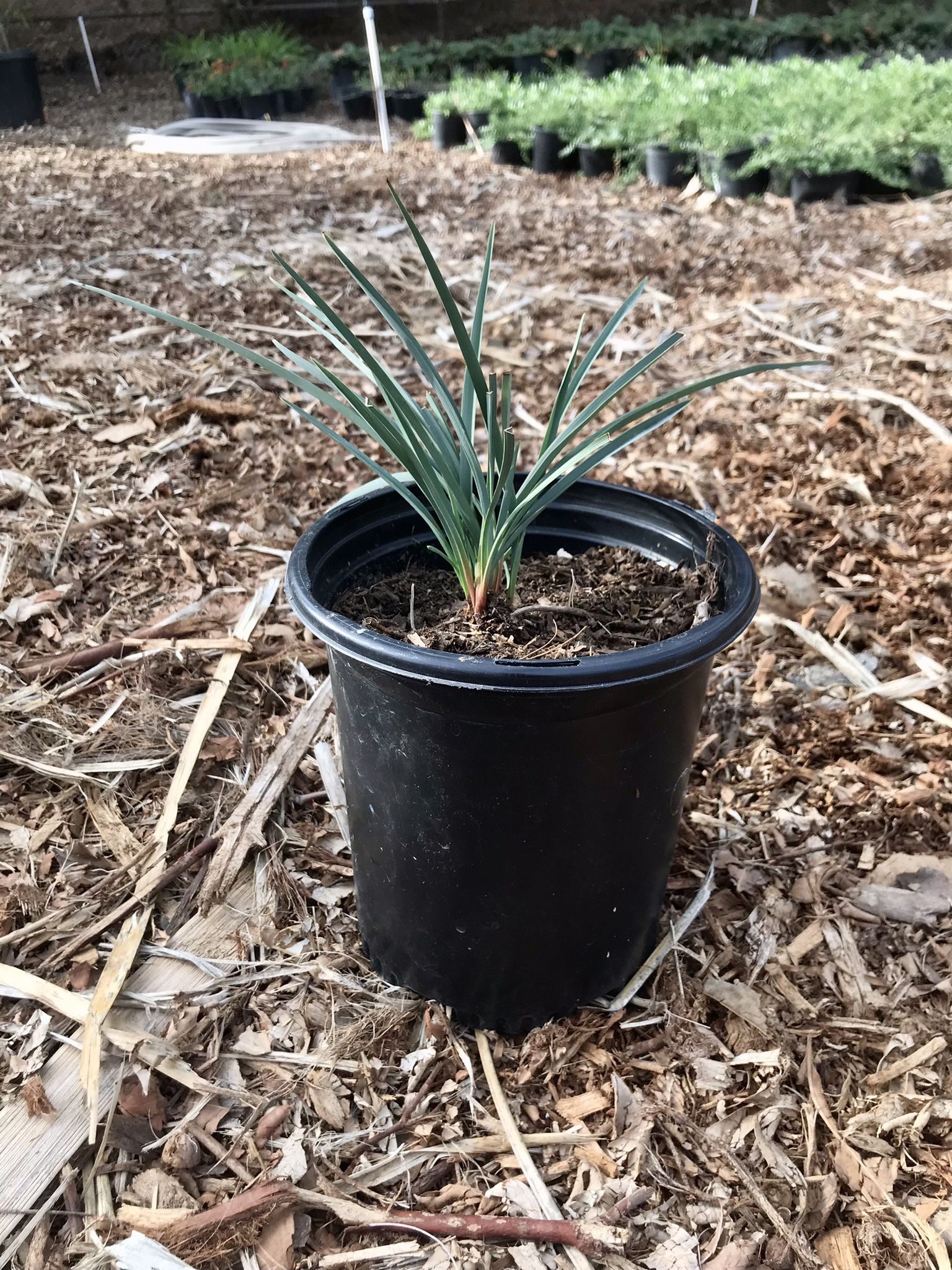 Dianella Baby Bliss Flax Lilly 1 Gallon