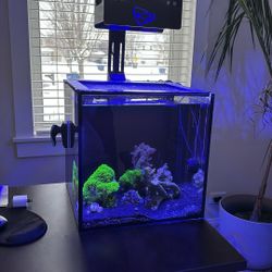 Innovative marine 15 Gallon desktop Fish Tank
