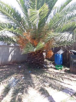 Canary palm .