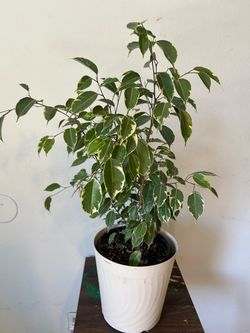 Huge plant sale