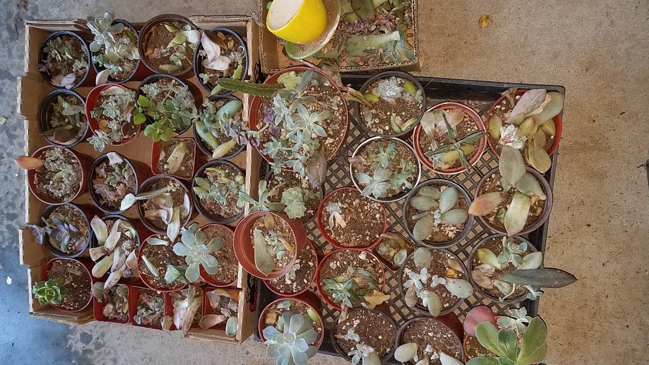 FREE succulent babies for propogation