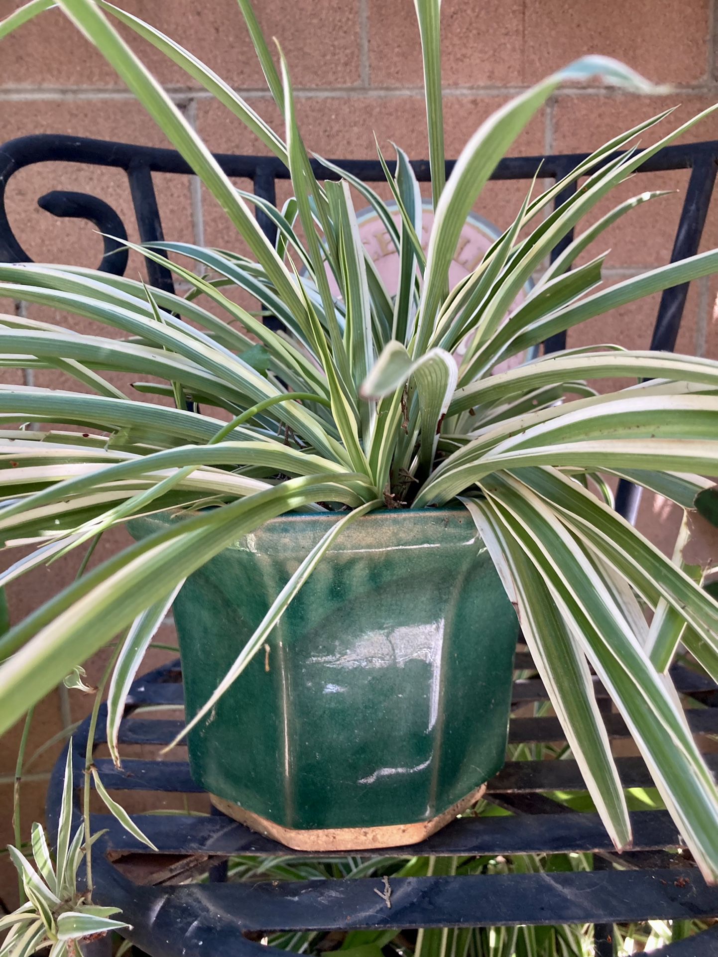 Spider Plant In Ceramic Green Pot 