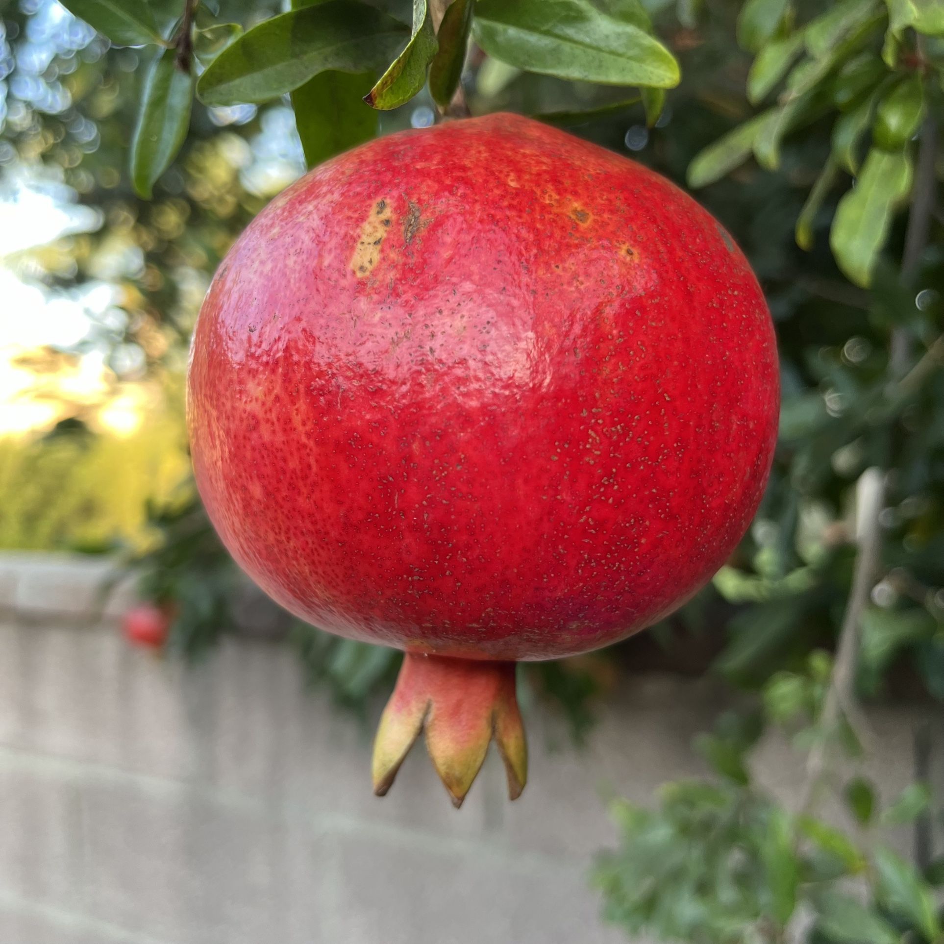Organic Pomegranates Granadas