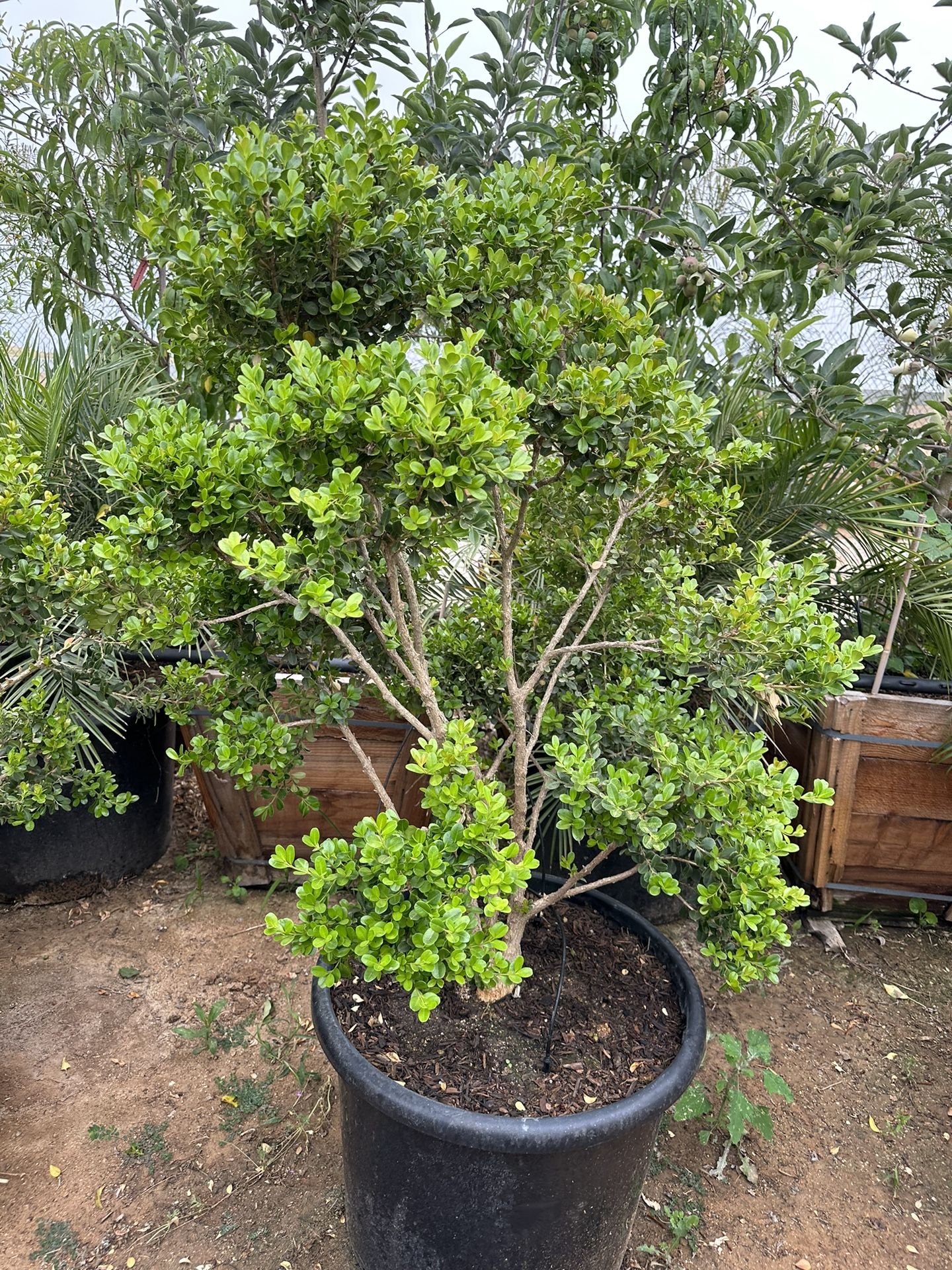 Japanese boxwood topiary bonsai