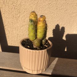 Cactus In Ceramic Pot 