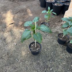 Anaheim chili pepper starts.