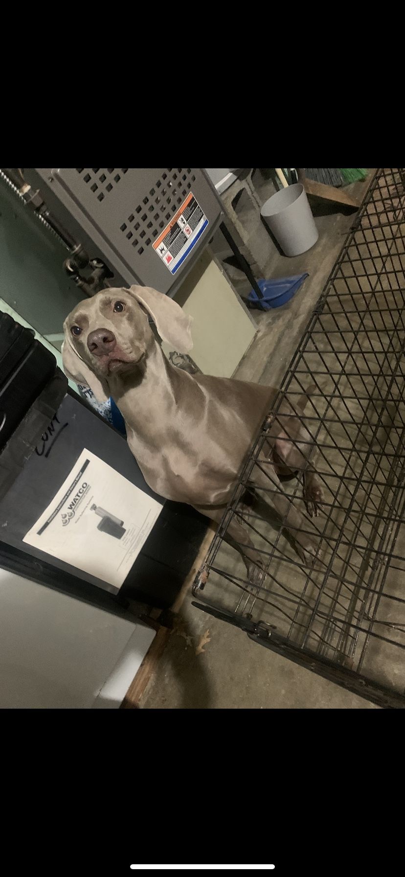 Dog Cage