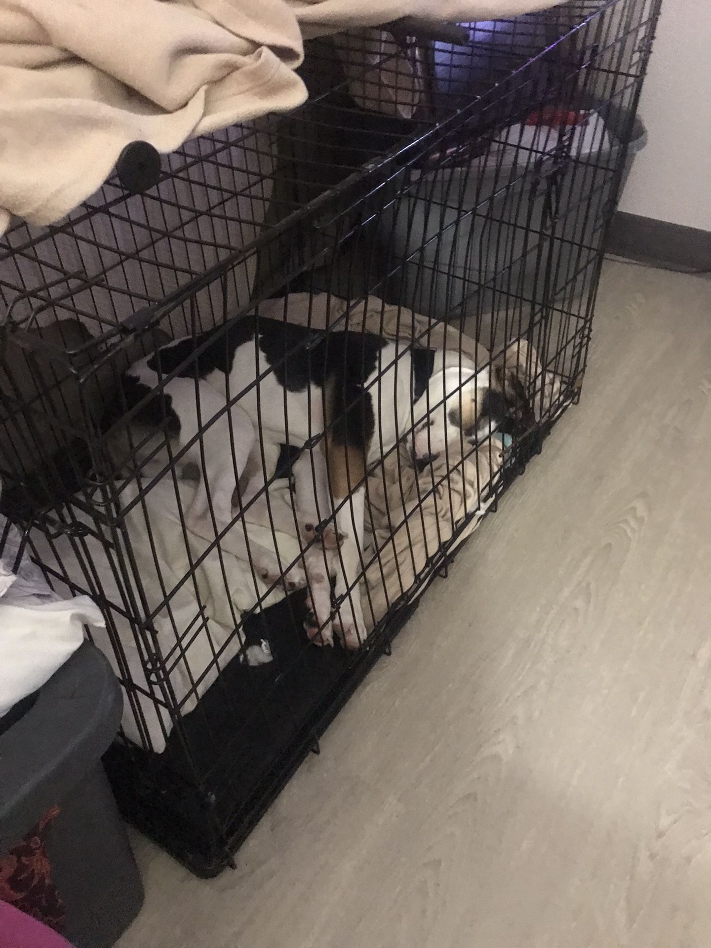 Large Dog Cage
