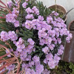 Oscularia Pedunculata