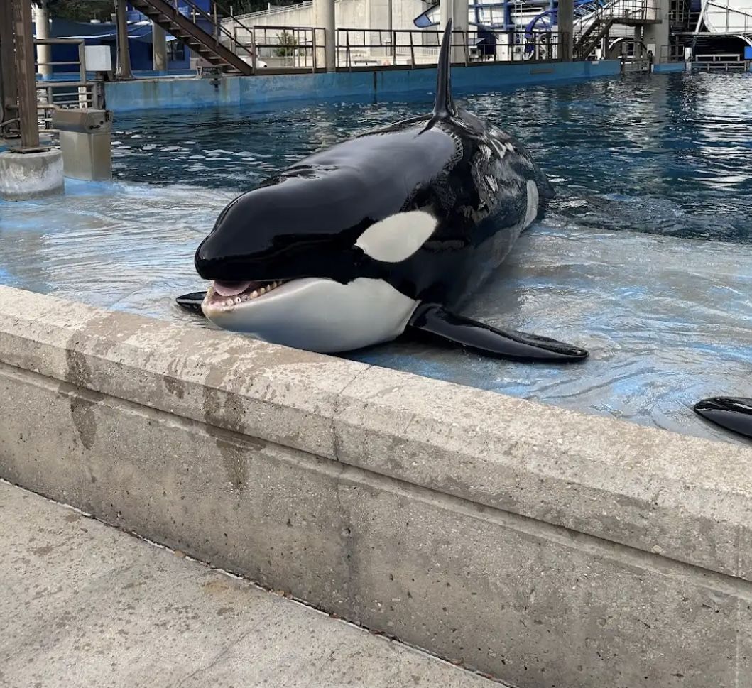 SeaWorld Or Aquatica TX Tickets + Parking