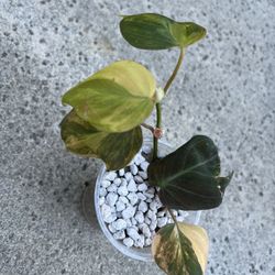 Philodendron Micans Variegated 